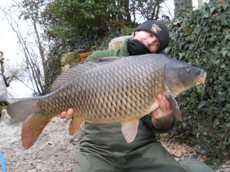 Carpa