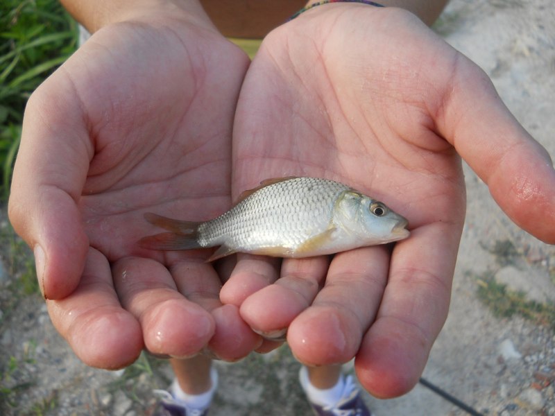 Carpa