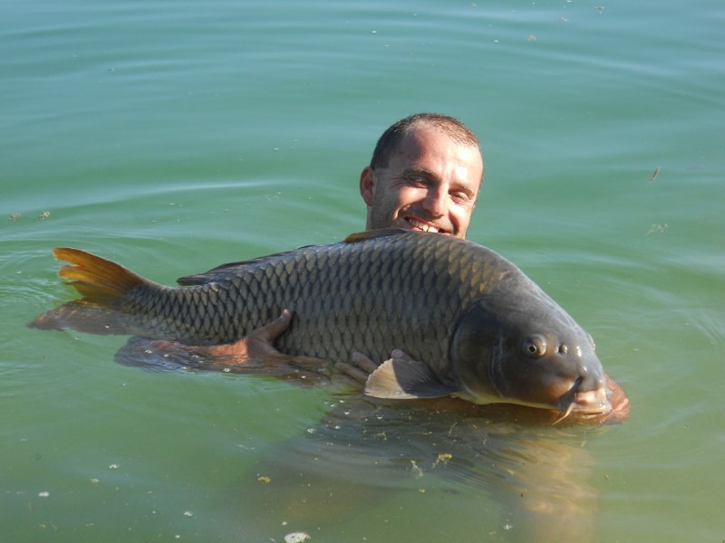 Carpa