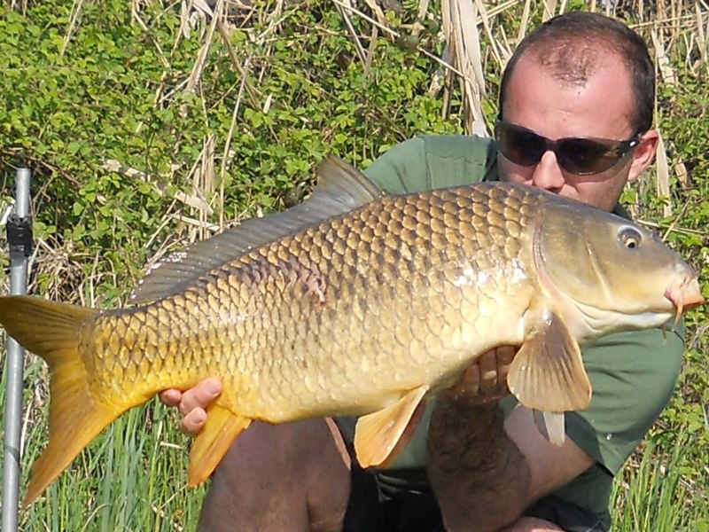 Carpa