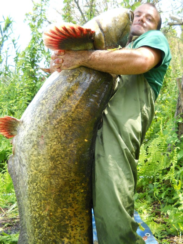 Siluro